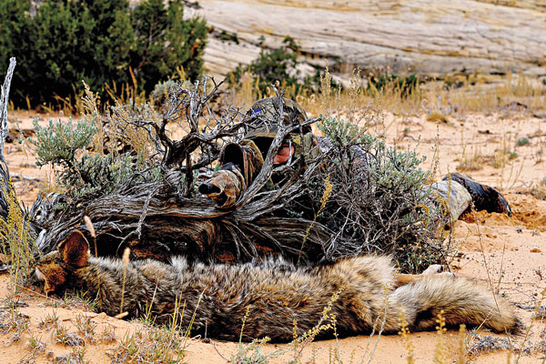 coyote_calling_1