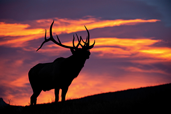 az_elk