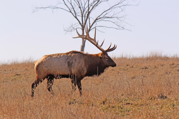 az_elk_2