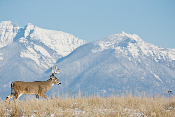 biggameforecast_whitetail_2