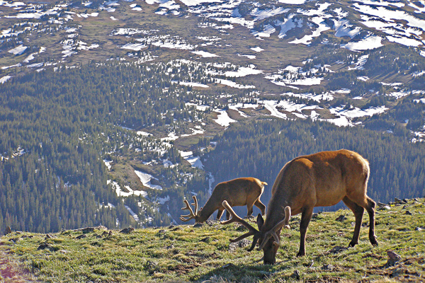 co_elk