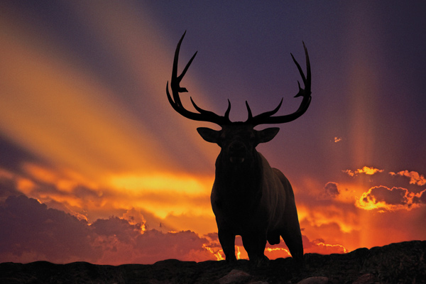 nonres_elk_f