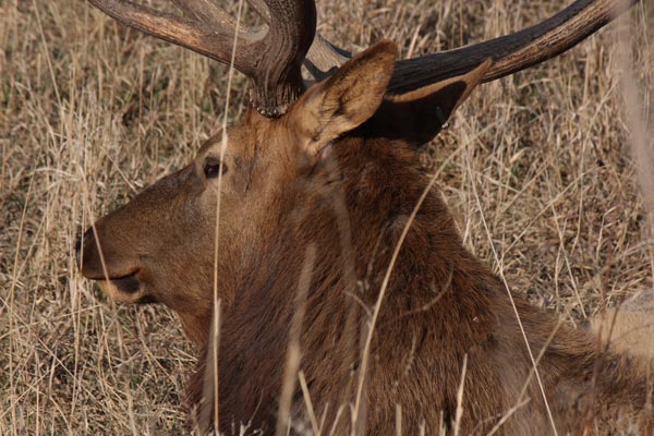 utah_elk