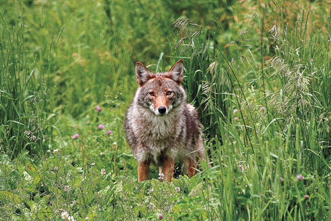 Calling-eastern-coyotes