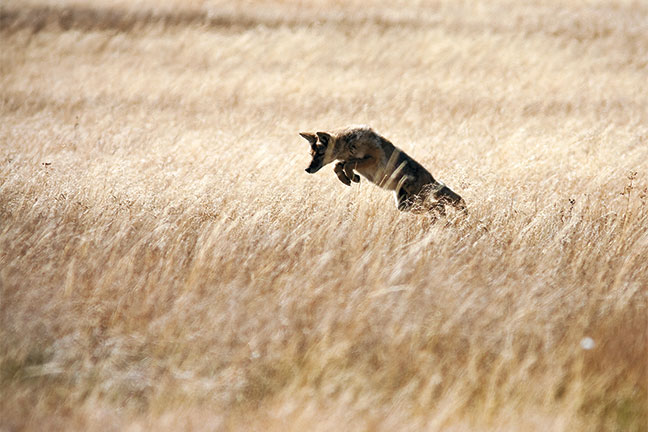 Eastern-Coyotes-and-calling-effectively