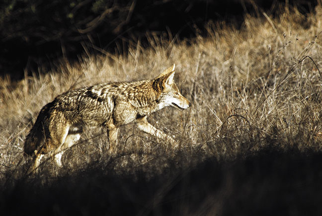 How-to-call-eastern-coyotes