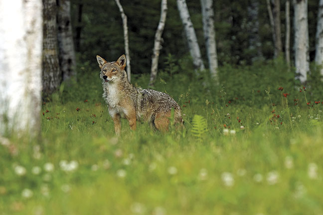 Hunting-the-eastern-coyote