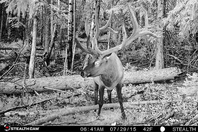 Public-Land-Elk-Trail-Camera