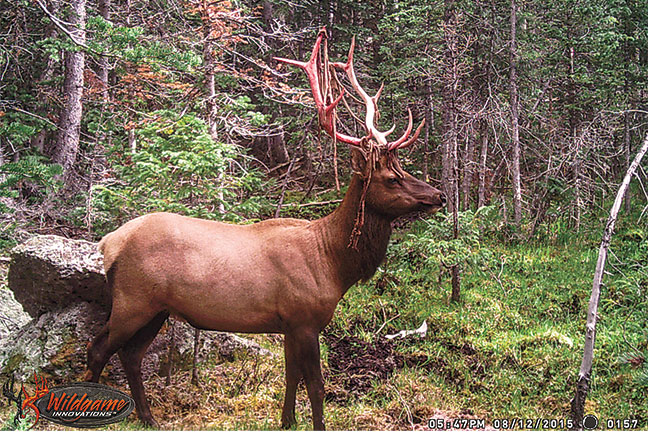 Trail-Cameras-on-public-land