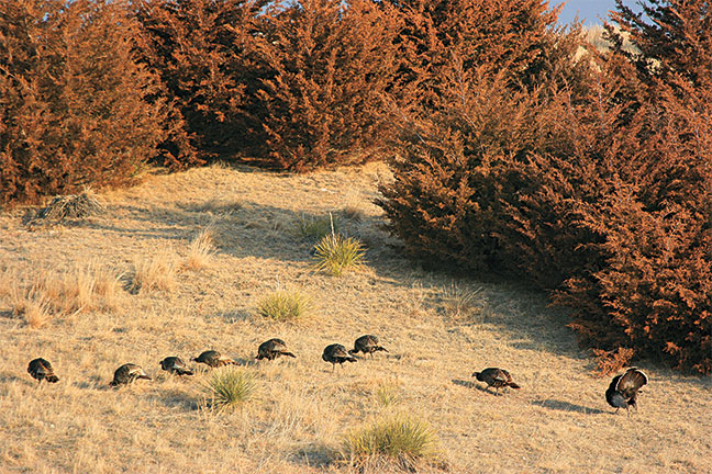 Turkey-hunting-non-gobbling-toms