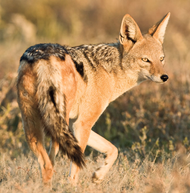 african-predator-hunting