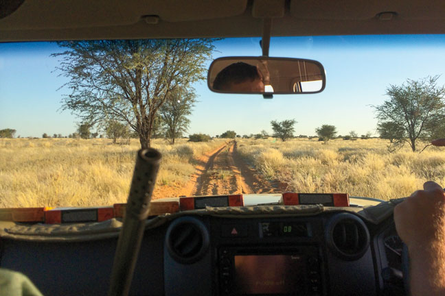 hunting-jackal-in-africa