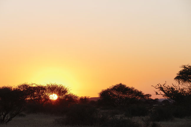 jackal-predator-hunting-africa