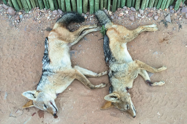 predator-hunting-jackal