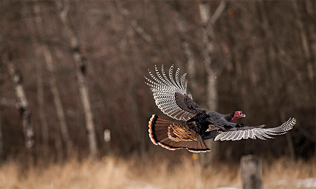 tips-for-hard-to-kill-turkeys