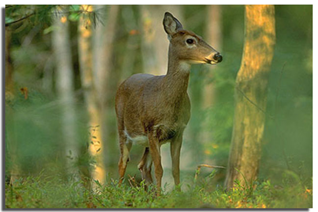 when-to-hunt-does