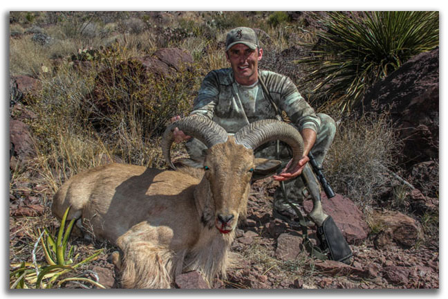Aoudad-toughest-hunts-north-america