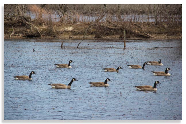 Waterfowl-conservation-by-hunters