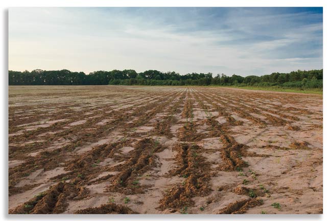 controlling-wild-hog-populations