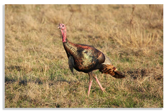 hunters-are-conservationists-and-save-animals