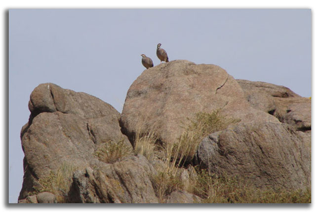 north-america-tough-hunt-chukars
