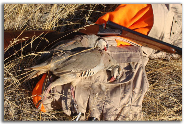 north-america-tough-hunt-for-chukars