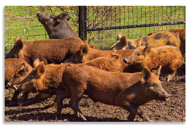 wild-hog-problems-and-how-we-can-solve-them