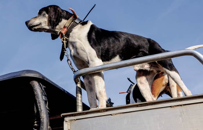 bear-hounds-in-idaho