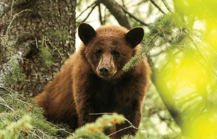 bear-hunt-idaho