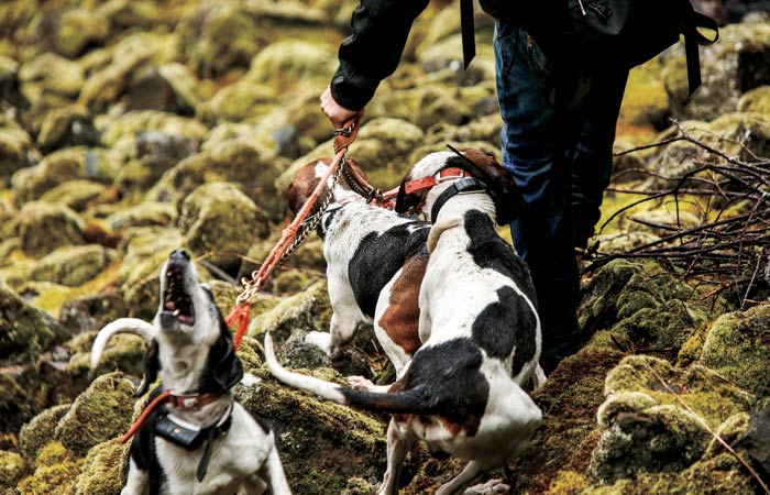 bear-hunting-idaho-dogs