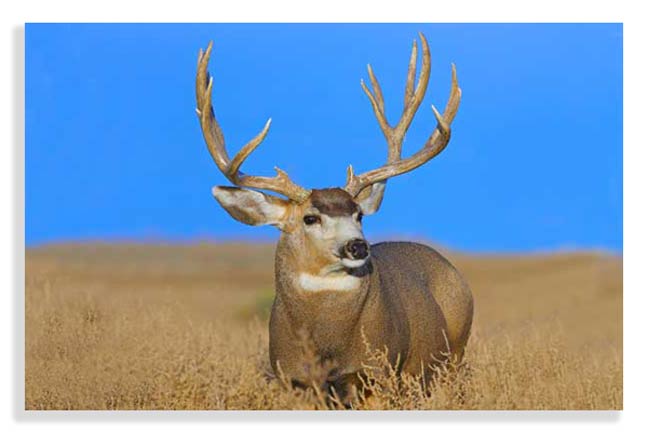 cast-and-blast-hunts-in-America