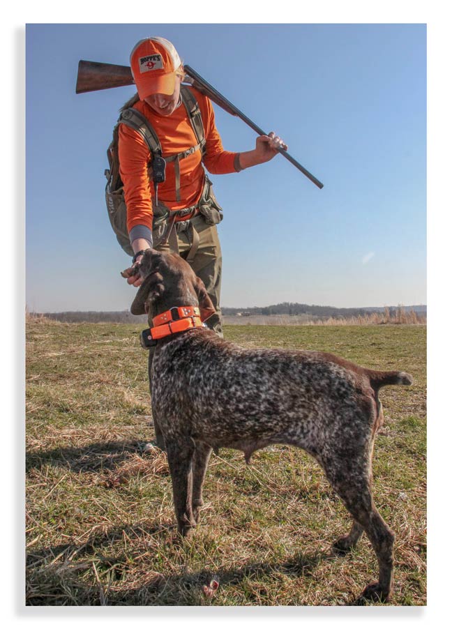 Quail-for-new-hunters