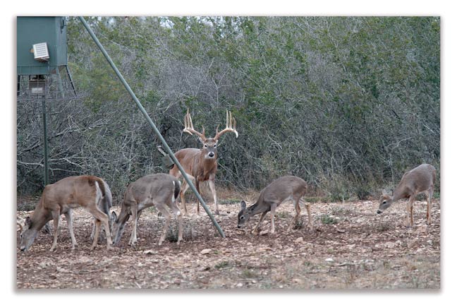how-not-to-manage-deer