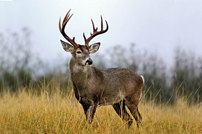 Whitetail Hunts