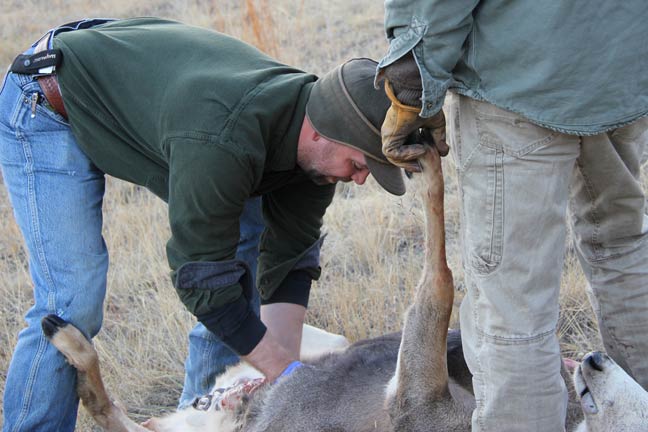 proper-emat-care-of-wild-game-animals