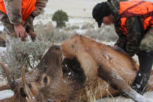 proper-meat-care-for-wild-game