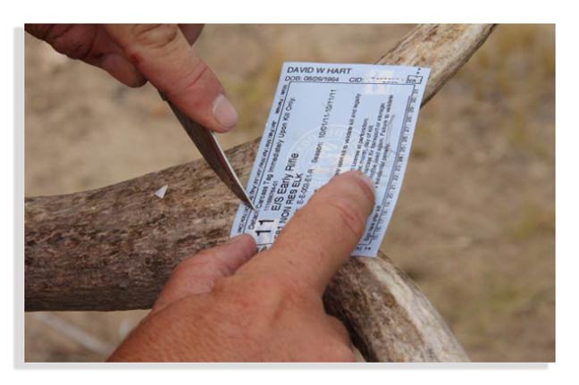tips-for-elk-hunt