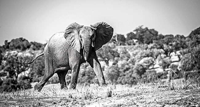 Namibia-Elephant