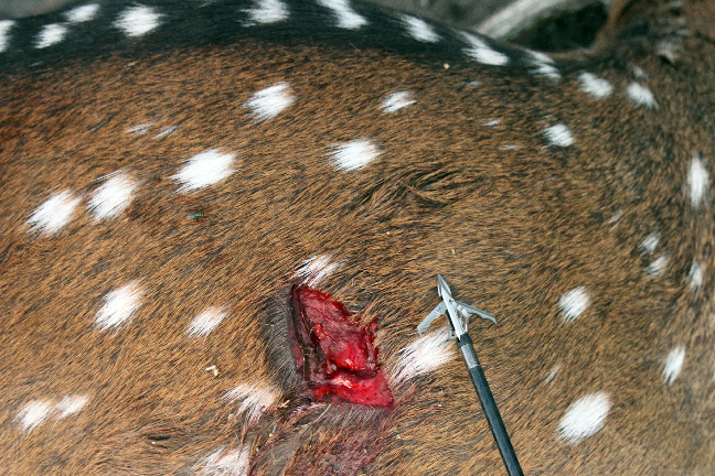 125-grain-broadhead-axis2