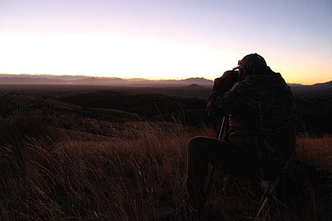 Glassing for Coues Deer