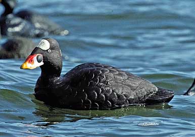 19 Waterfowl Decoys You Should Know About