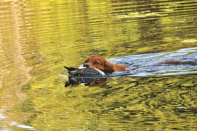 Training Tips for Bird Dogs