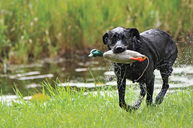Duck dog training