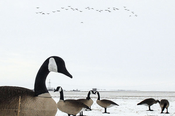 Aggressive calling for ducks and geese