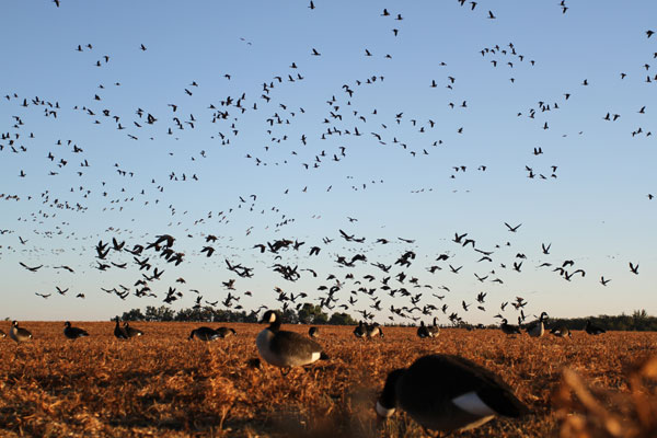 Waterfowl hunting tips