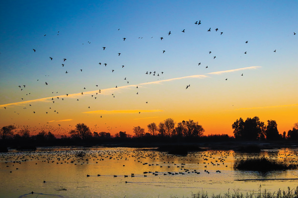 Big water duck hunting tactics