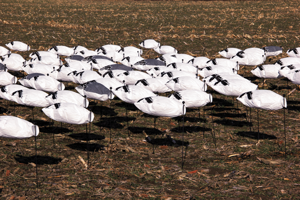 Doad Decoys, Waterfowl Gear