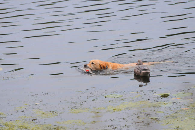 Dog Distraction Drills