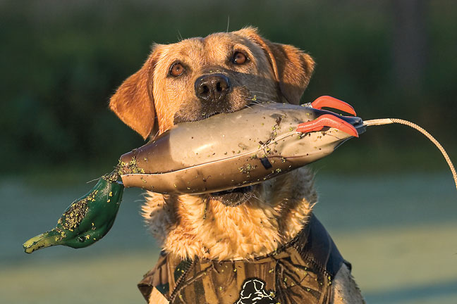 Dokken Deadfowl Trainer