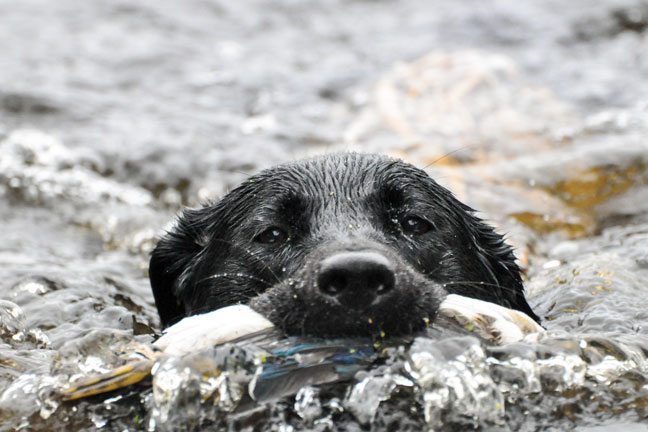 Fixes for Dog Whining